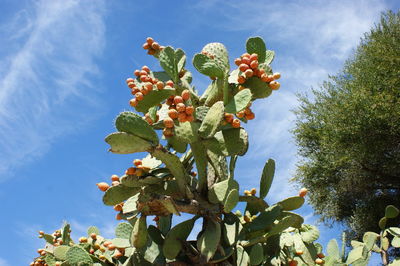 Low angle view of flowering plant against sky