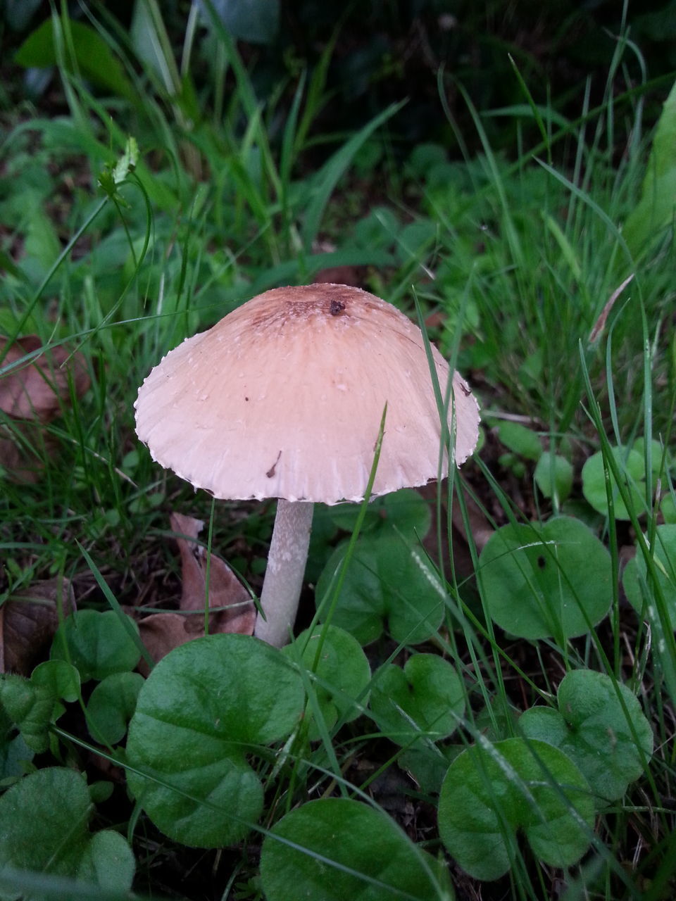 CLOSE-UP OF MUSHROOM GROWING IN GARDEN