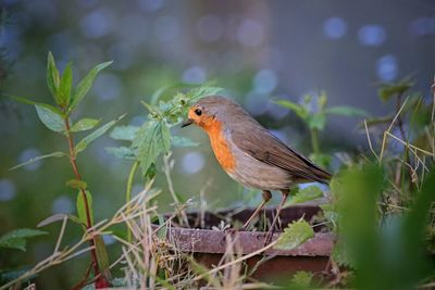 Close-up of bird perching on a plant