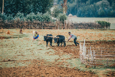 Horses in a field