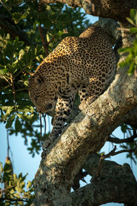 Male leopard climbs down from leafy tree