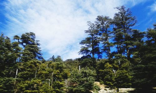 Low angle view of trees against sky