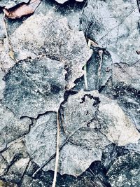Full frame shot of dry plant during winter