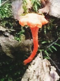 Mushrooms growing in forest