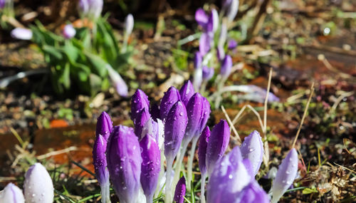 Close-up of purple crocus flowers on field