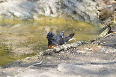 View of bird on rock by lake