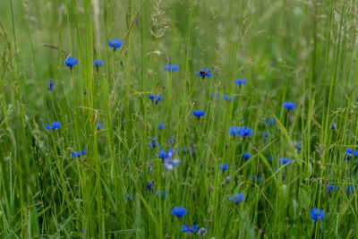 Close-up of purple flowering plants on field