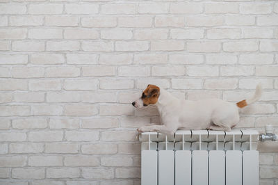 View of a dog on wall