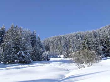 Trees on snow covered field against clear sky 