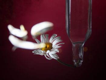 Close-up of white flower in glass