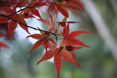 Close-up of maple leaves