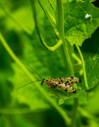 High angle view of scorpion fly on leaf