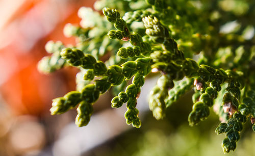 Close-up of green plant