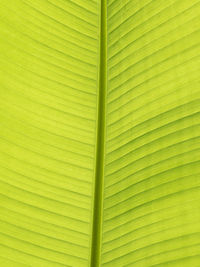 Full frame shot of green leaf