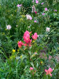Flowers blooming on plant
