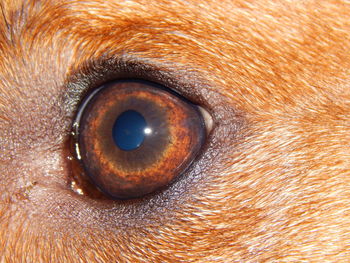 Close-up portrait of eye