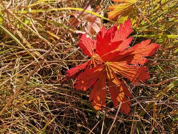 Close-up of dry maple leaves on field