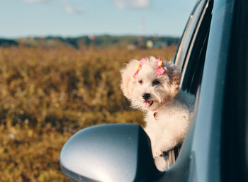 A happy french poodle mini puppy dog with hair clips looking out of a car window with the tongue out