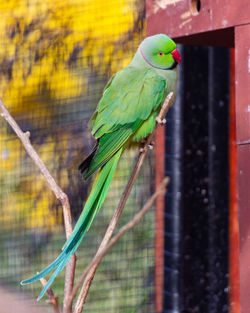 Close-up of parrot perching in cage