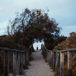 Footpath amidst trees against sky