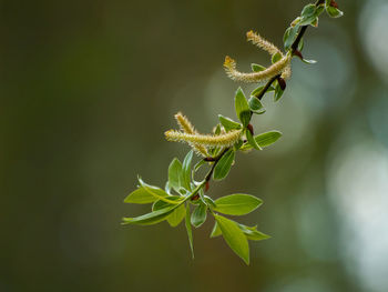 Close-up of insect on plant