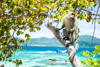 Monkey perching on tree branch