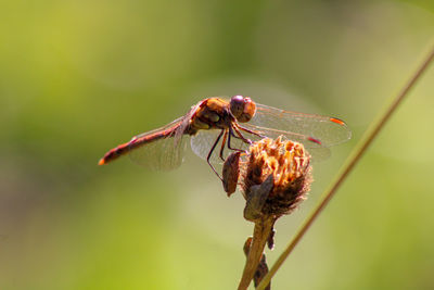 Close-up of insect on plant dragonfly 