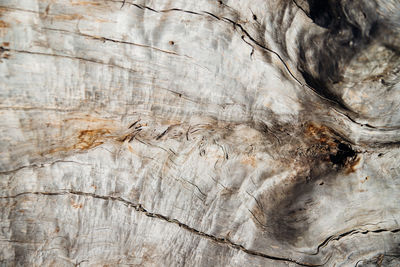 Close-up of tree bark. an old tree. the texture of an uneven and rough wood surface.