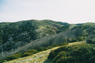 Scenic view of landscape against clear sky