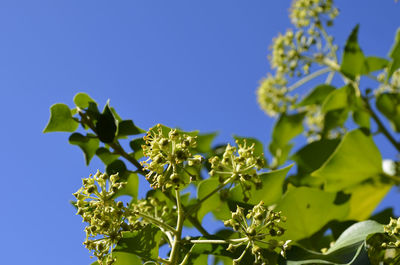 Low angle view of flower tree against clear blue sky