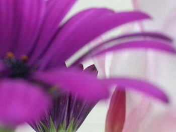 Close-up of pink flower