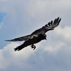 Low angle view of eagle flying in sky