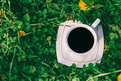 High angle view of coffee on flowering plants