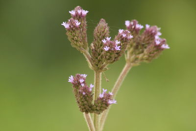 Close-up of insect on purple flower