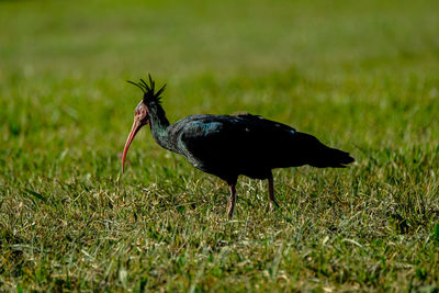 Bald ibis geronticus eremita, exotic bird in the nature habitat.