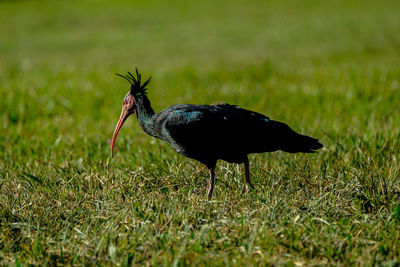 Close-up of a bird on grass