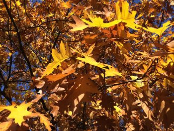 Close-up of maple leaves on tree