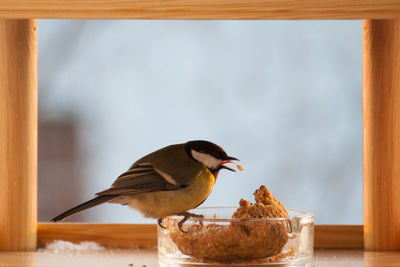 Close-up of great tit feeding while perching on glass container