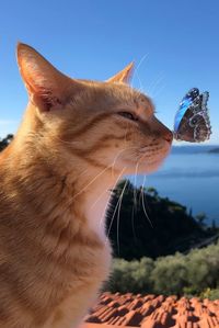 Close-up of a cat looking away