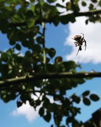 Low angle view of bee on tree against sky