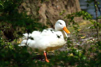 Close-up of swan swimming in grass