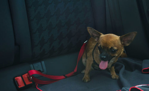 Brown chihuahua in the backseat of a car with its seat belt. safety harness