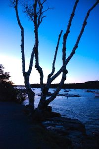 Tree by sea against sky during sunset