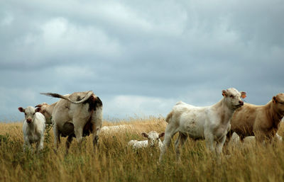 Cows on grassy field against cloudy sky