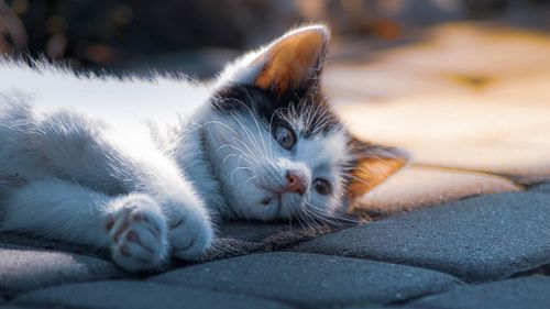 Close-up of cat resting