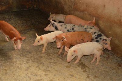 Close-up of piglets