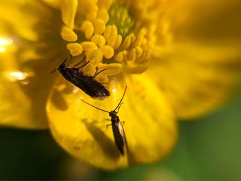 Close-up of insect on yellow flower