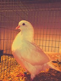 Close-up of bird in cage