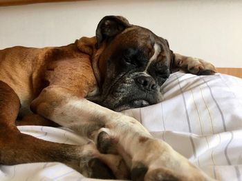 Close-up of dog relaxing on bed