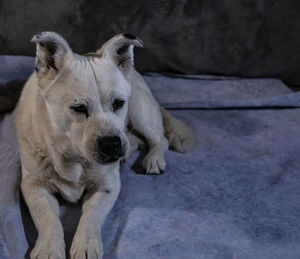 Close-up portrait of dog resting